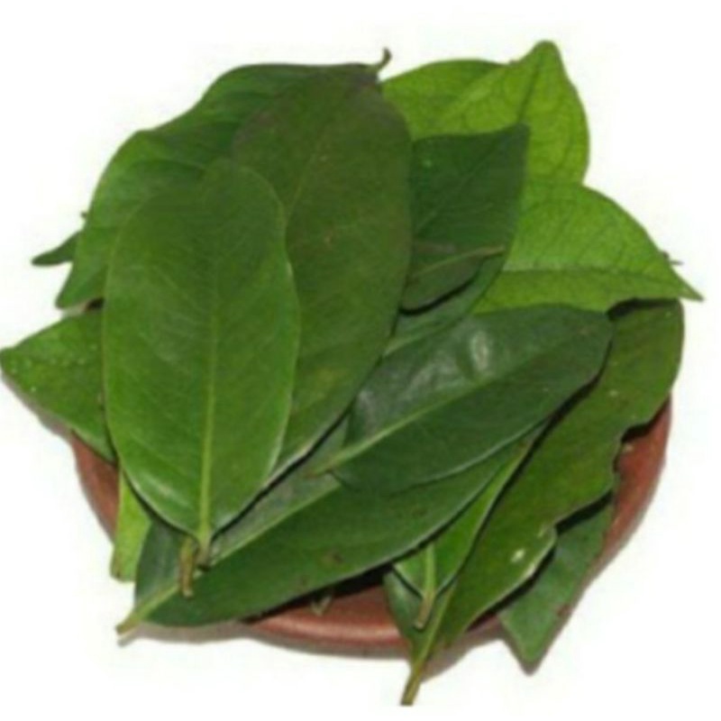 

Daun Salam Segar Fresh , Bay Leaf