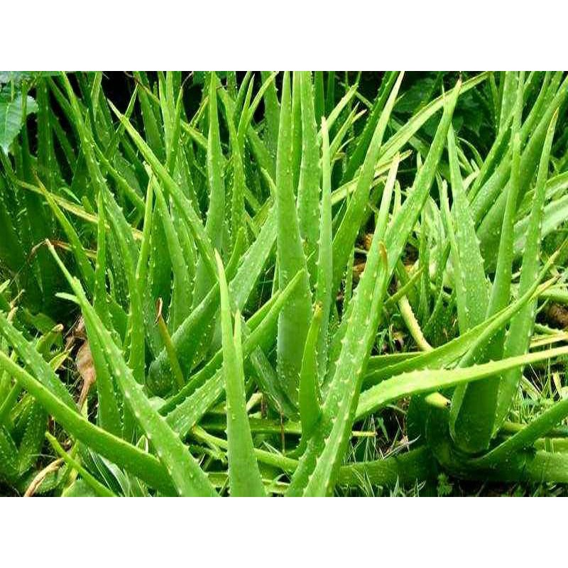 TANAMAN LIDAH BUAYA | ALOEVERA HERBAL | TANAMAN HIAS TERBAIK, TERMURAH | COD | TANAMAN HIDUP