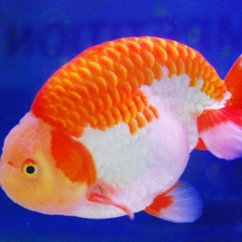 Ikan Mas Koki Ranchu 10-12CM (COD)