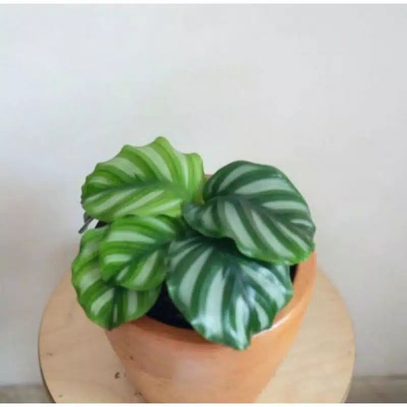 tanaman hias Calathea paciata | Calathea import | Calathea indoor | pachiata