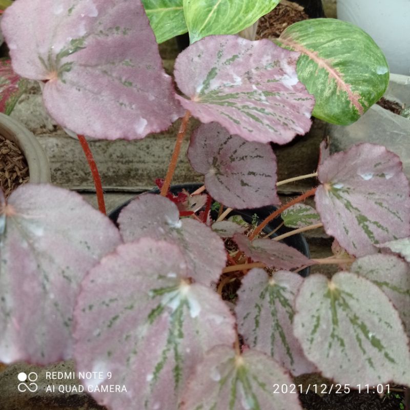 begonia keong 40 K, pink 25 K, red borju 75