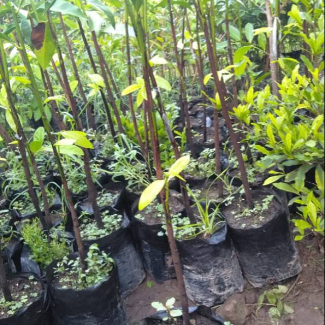 Terlaris bibit black sapote tinggi 50 up