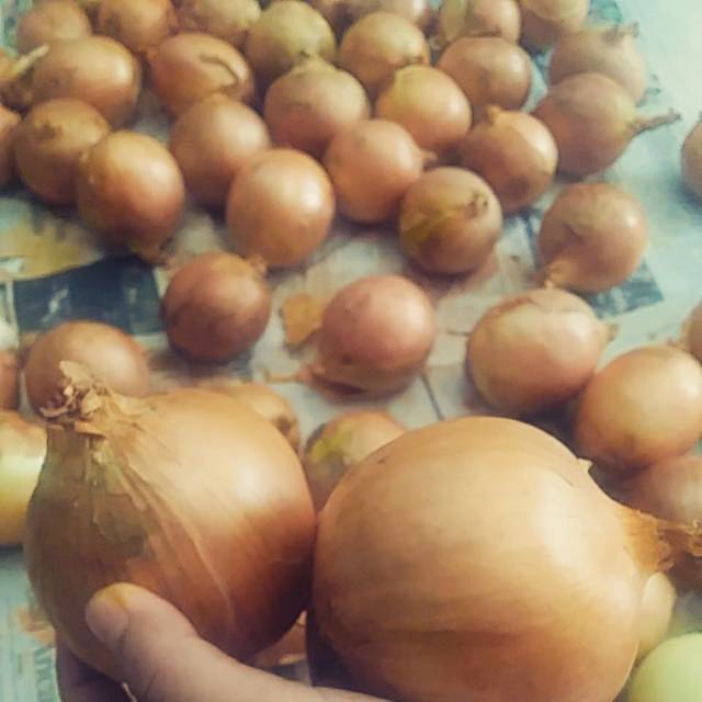 

bawang bombay impor merk INTEGROW