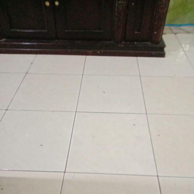 Tanaman Bonsai Delima Mini