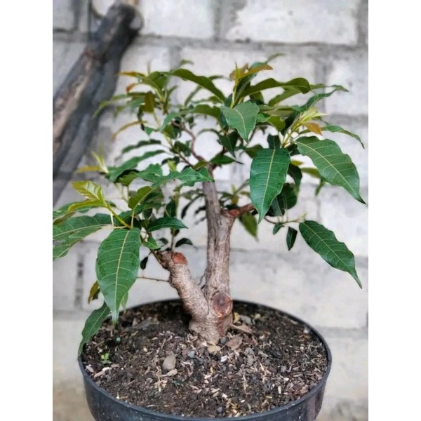 bonsai ficus small