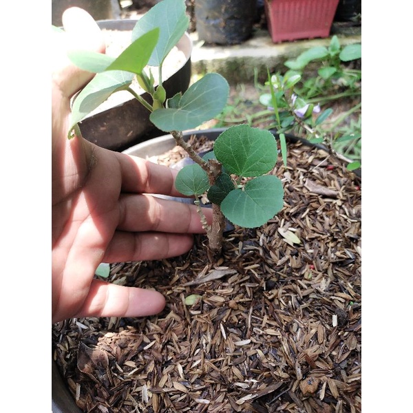 grafting bahan bonsai waru jepangsambung waru merah
