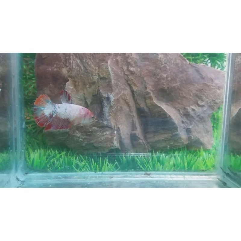 Cupang Female Nemo Fancy Cooper