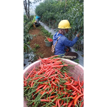 

cabai merah keriting