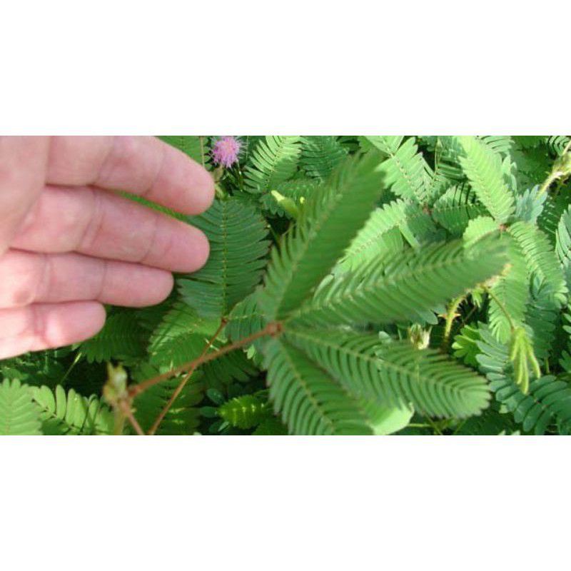 

HERBAL TANAMAN PUTRI MALU 250 GRAM SEGAR