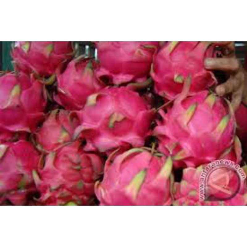 

Buah Naga Merah/1kg