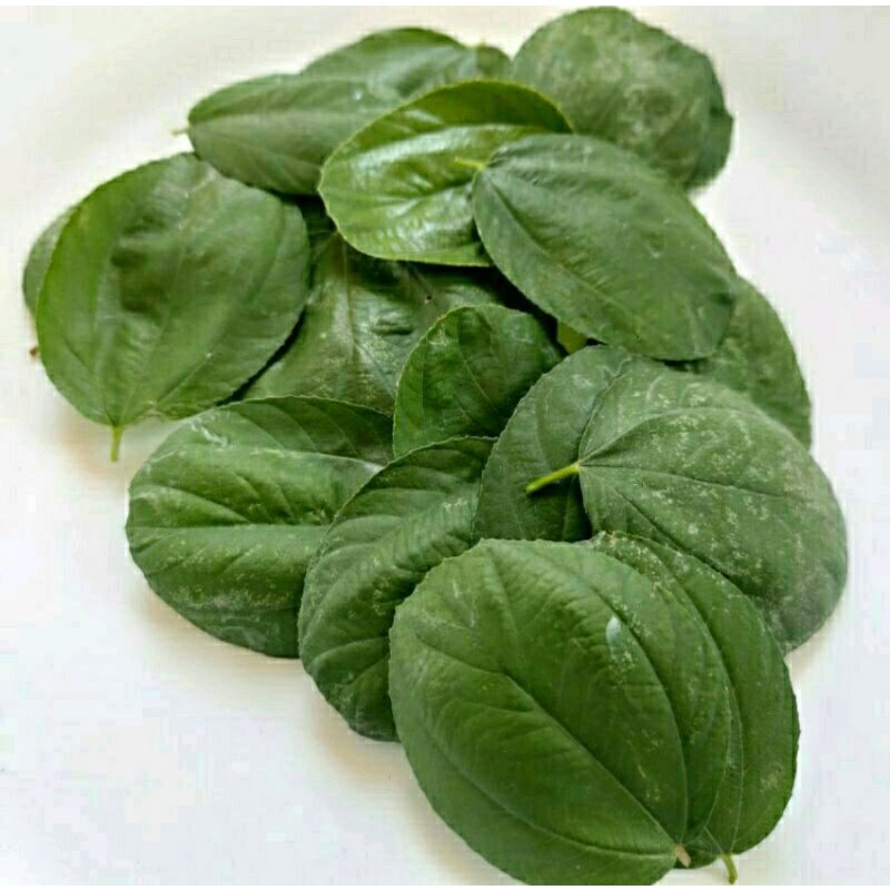 Daun Bidara Obat Herbal