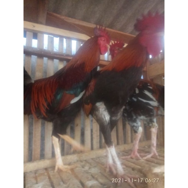 Ayam kampung + daging ayam kampung + ayam kampung asli + daging ayam+ ayam segar