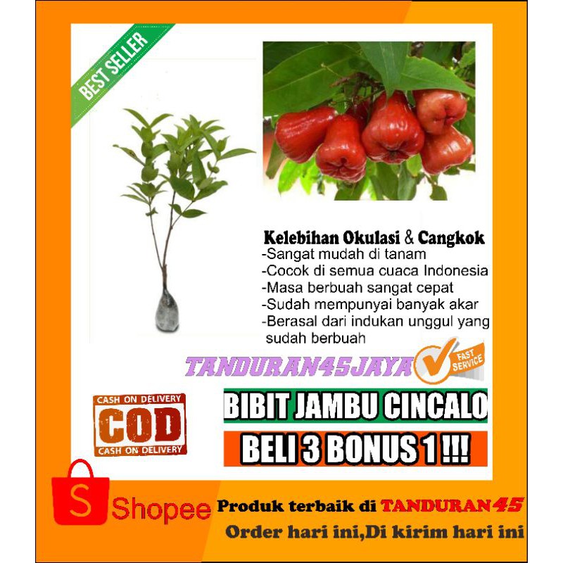 bibit buah jambu cincalo/bibit jambu cincalo/bibit jambu