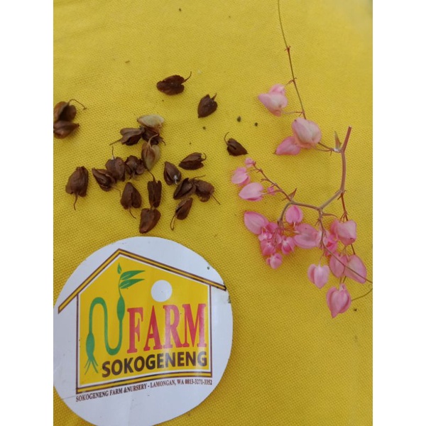 bibit biji bunga air mata pengantin merah / pink per 10 biji