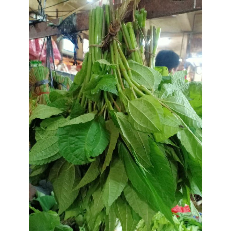 sayur popohan segar per 3 iket