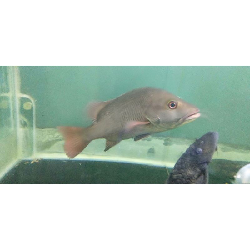 Kakap merah/mangrove jack/MJ FW/air tawar murah