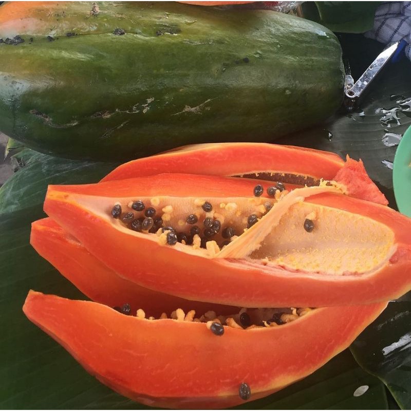 

Buah Pepaya Bangkok 1 Pcs