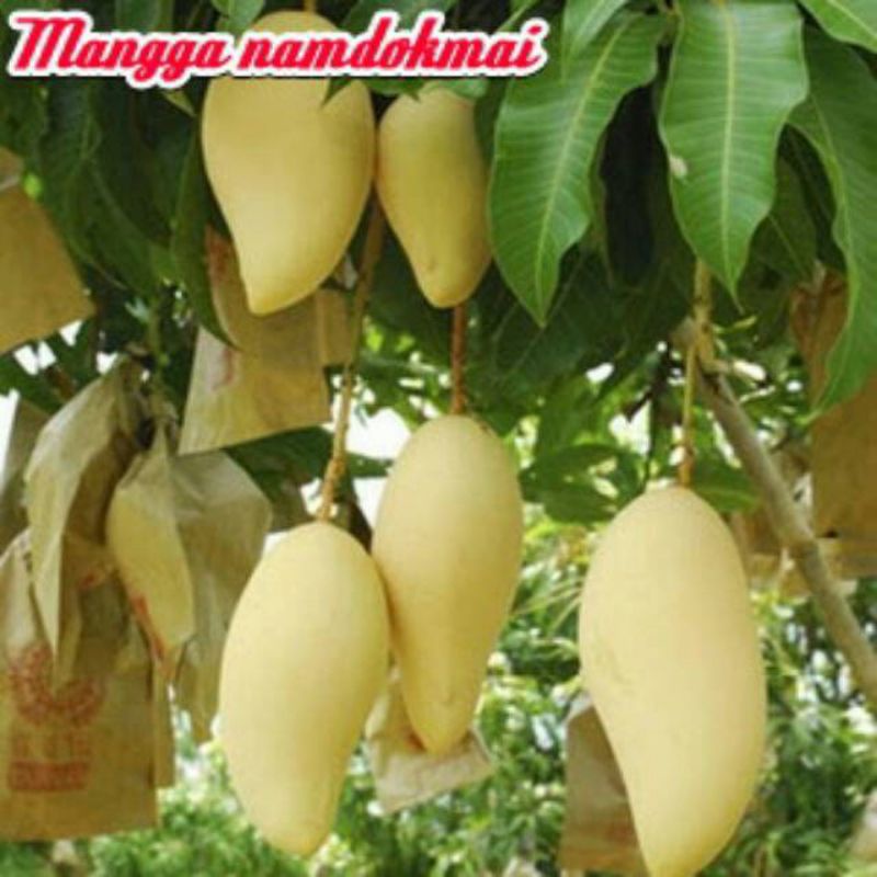 bibit mangga namdokmai gold unggul