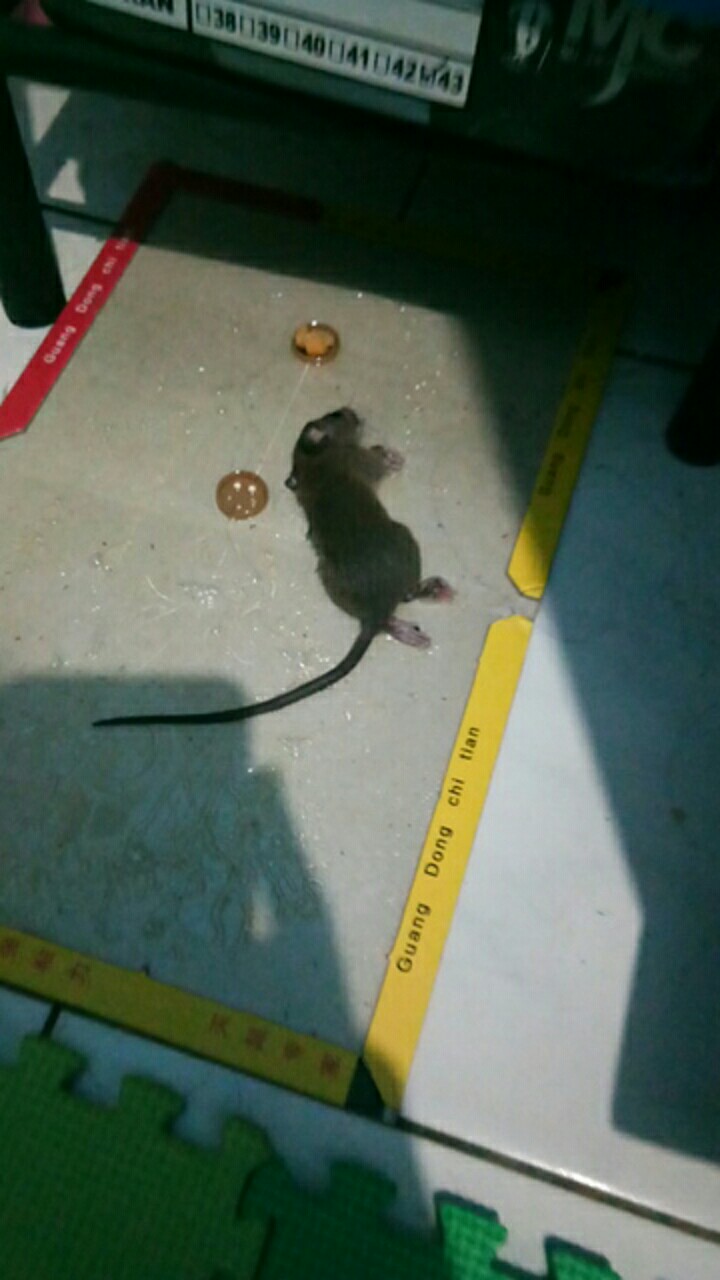 [lem Tikus Cap Sapi] Lem Tikus Jebakan Trap Papan Buku Impor Perangkap Cap Gajah Glue Board Mouse