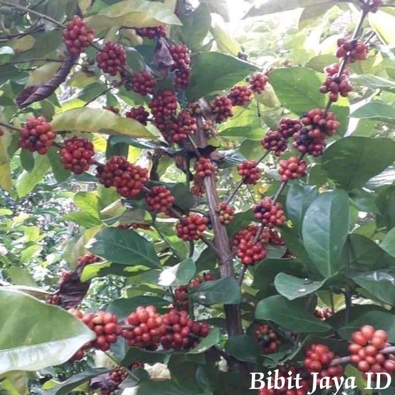 Bibit Tanaman Kopi Nangka (Liberika) Super