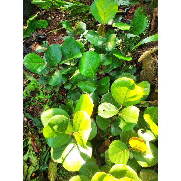 Pohon hias cocoloba anggur laut