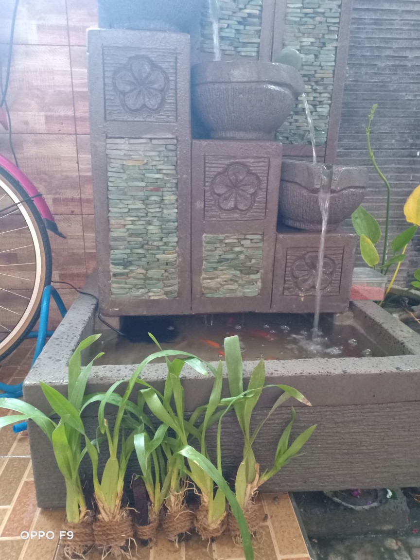 Anggrek Oncidium Odontorus Princess Twinstar