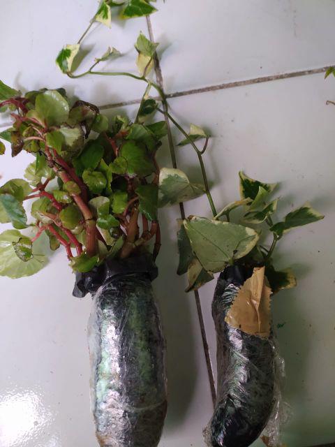 Tanaman Hias Begonia Hijau Bunga Merah