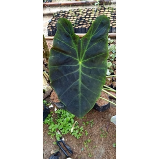  Tanaman  Hias  Caladium Black Hitam  Talas  Hitam  Sente hitam  