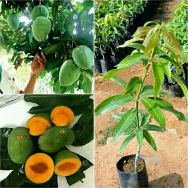 Creat!V Bibit Tanaman Buah Mangga Alpukat Berbunga ! Bibit Buah Mangga Alpukat