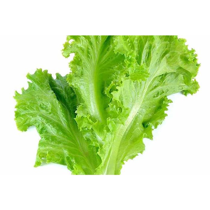 

Sayur Lalapan Selada Segar per Ikat Fresh