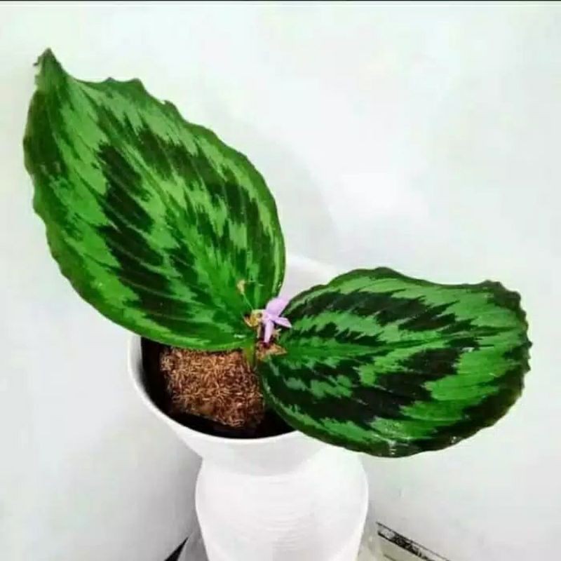 Promo tanaman hias calatea merak - tanaman hias calatea bulu merak