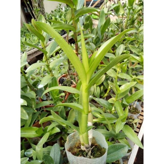 Anggrek dendrobium melintir pradewasa