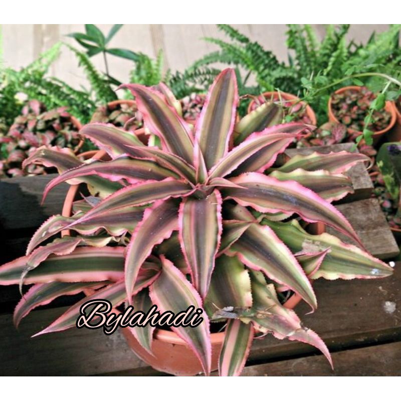 Bromelia Cryptanthus