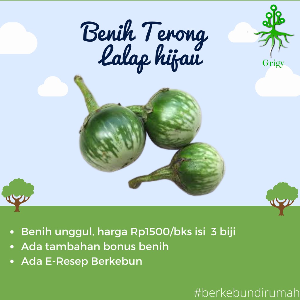 BENIH TERONG LALAP, BIBIT TERONG LALAP