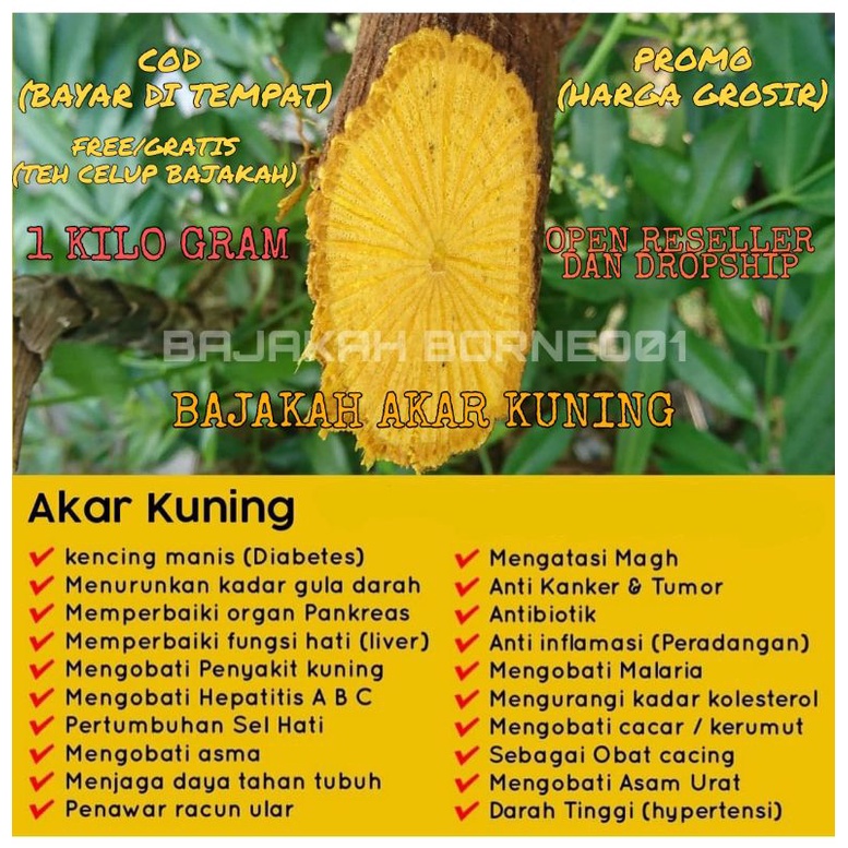 Akar Bajakah Akar Kuning 1Kg gratis 2pcs Teh Bajakah Asli Kalimantan