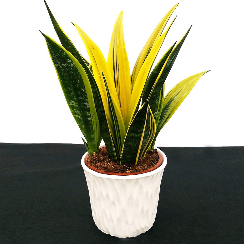 Tanaman HIias Sansevieria Golden Flame