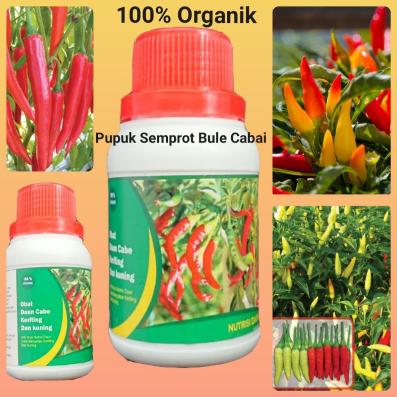 Obat Bulai Cabai