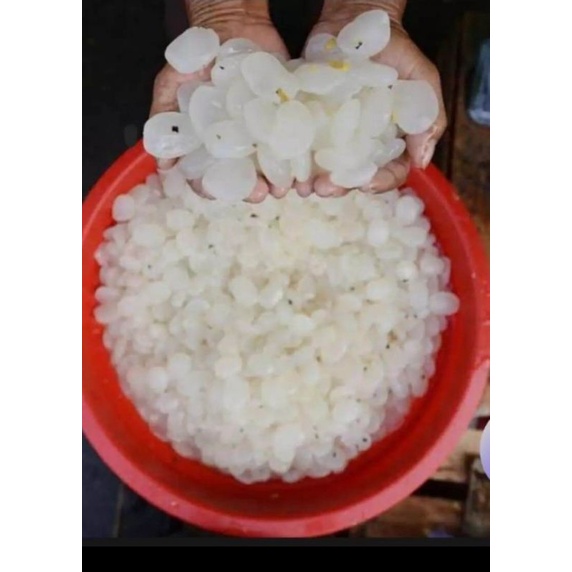 

kolang kaling segar 1kg caruluk ,buah aren Kolang kaling segar asli kolangkaling segar asli kolang kaling kolangkaling 1 KG 4.8 519 P