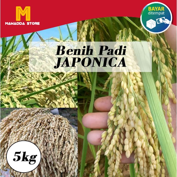 Benih Padi Beras Jepang Japonica Bibit Unggul 5KG