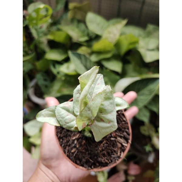 Syngonium Milk Confetty - Baby -  ukuran Pot D7