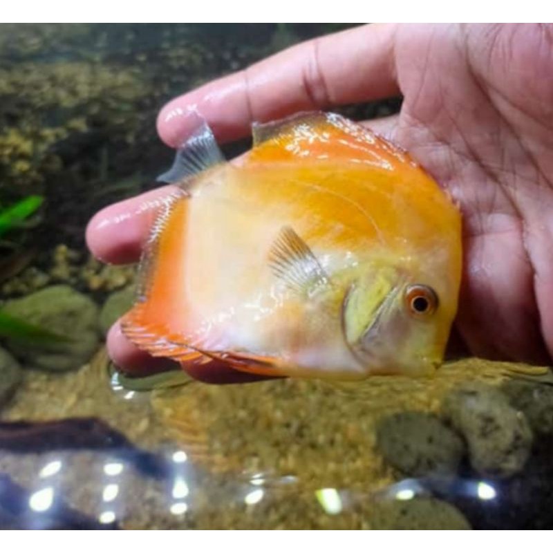 Discus Golden Yellow Fish