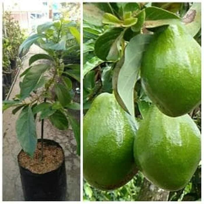 Bibit Alpukat jumbo kendil