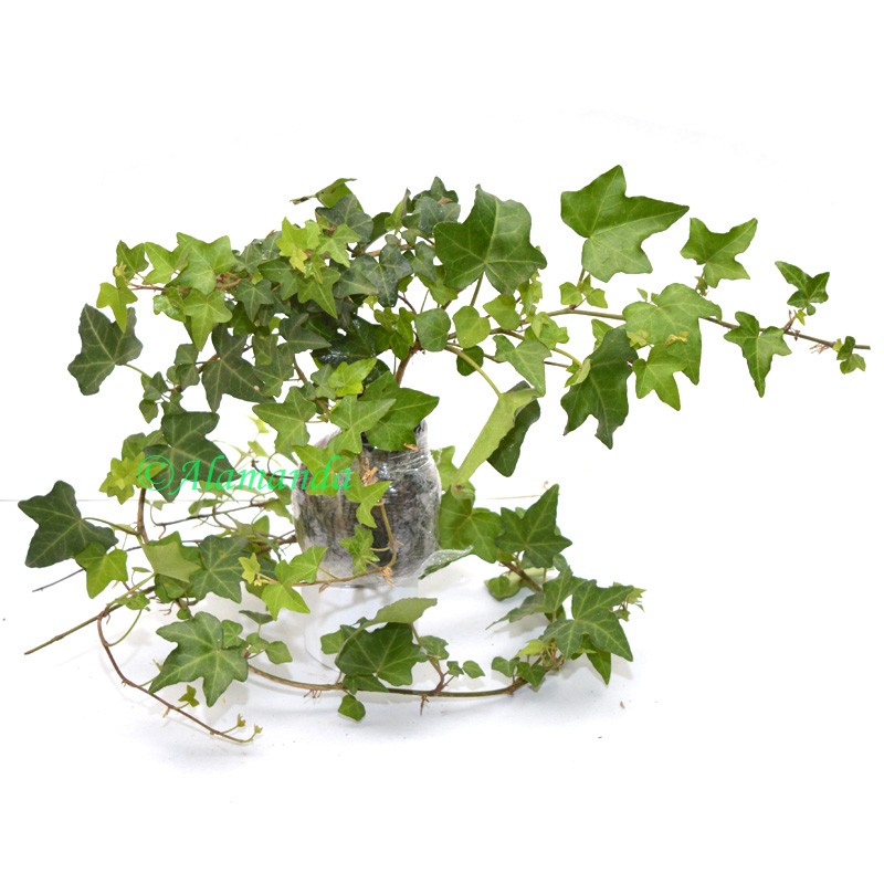 Tanaman Hias English Ivy