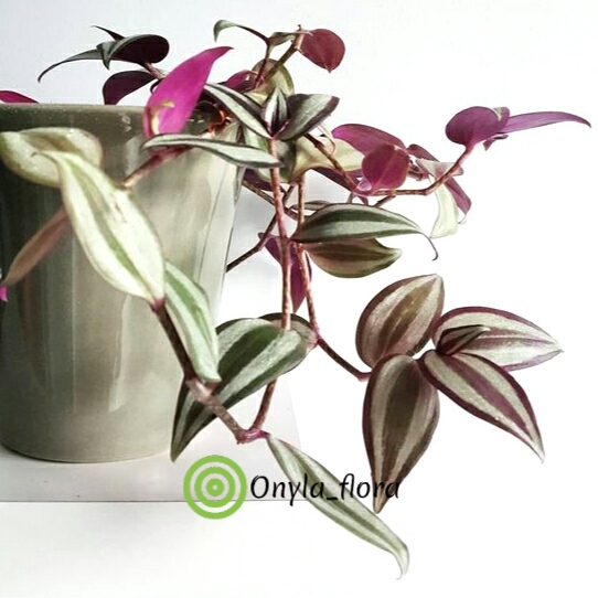 Tanaman Gantung Tradescantia Zebrina Pendula Tanaman Indoor Gantung