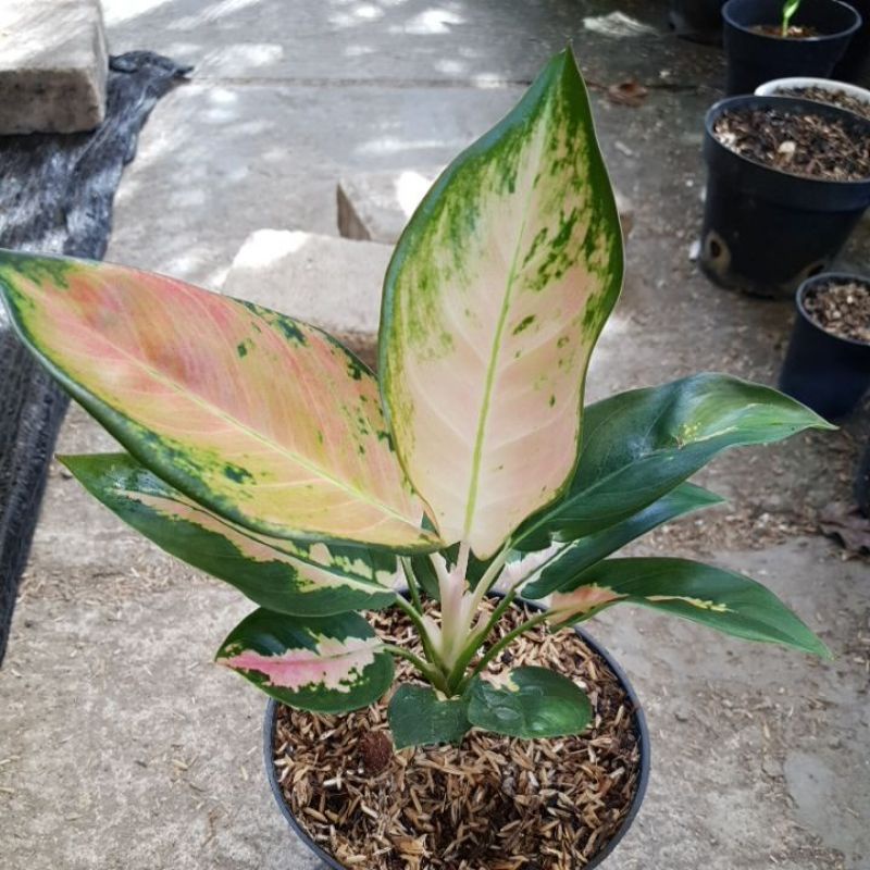 Aglonema Kochin Cahaya Real Pict (ibu Ardanti)