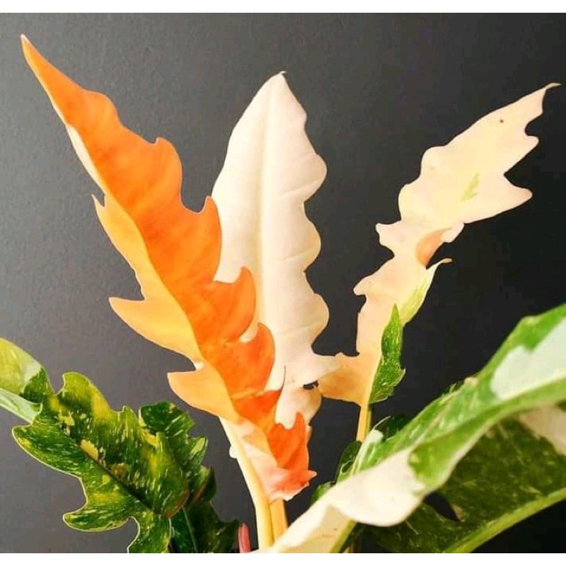 pilodendron ring of fire varigata