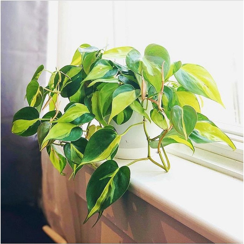 tanaman hias srigading brazil/sirih gading brazil - sirih gading - sirih gading brazil