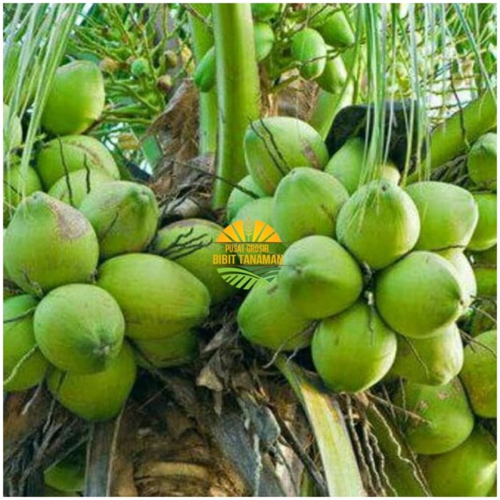 Bibit kelapa pandan wangi thailand asli import 1000%