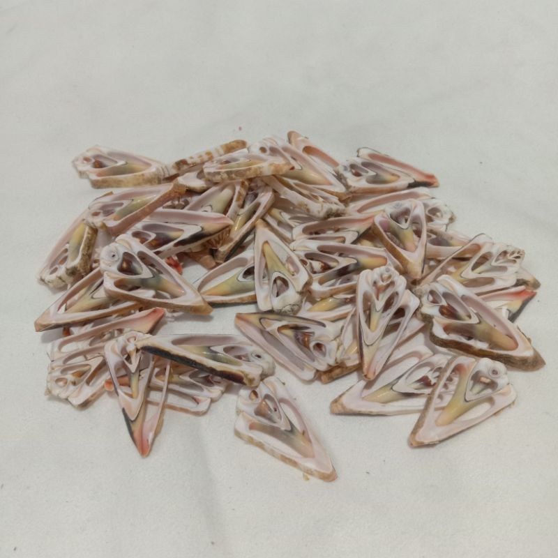 Kerang Wayang | Kerang Hias | Kerang Laut