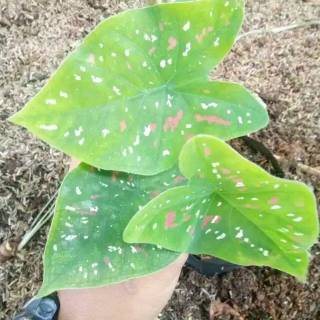 Tanaman Hias Keladi Three Color Tanaman Keladi Pohon Keladi Three Color Shopee Indonesia